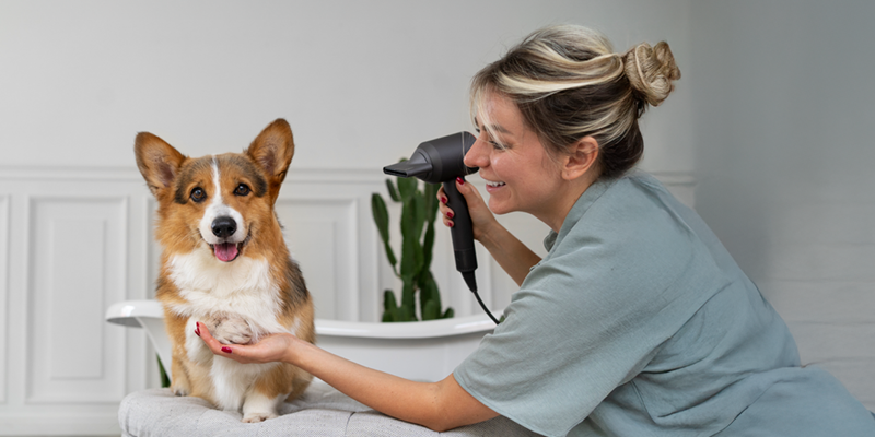 dogparent
